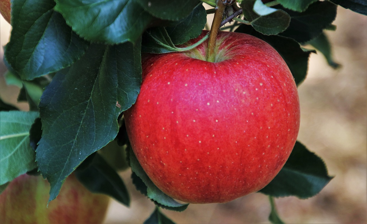 Fruitbomen Planten en Verzorgen: Top Tips voor Tuiniers