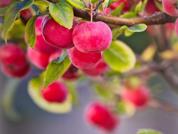 Organische en Synthetische Bemesting voor Fruitbomen – Welke te Kiezen?