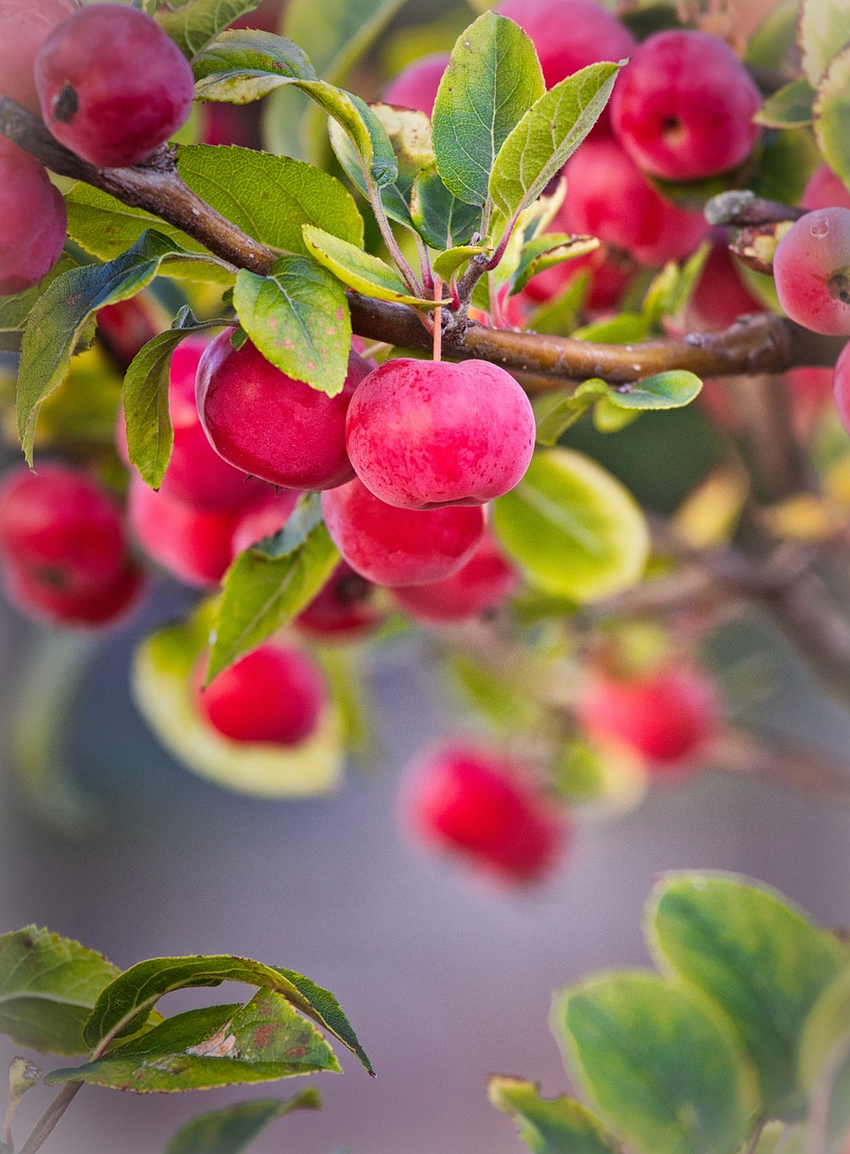 Organische en Synthetische Bemesting voor Fruitbomen – Welke te Kiezen?