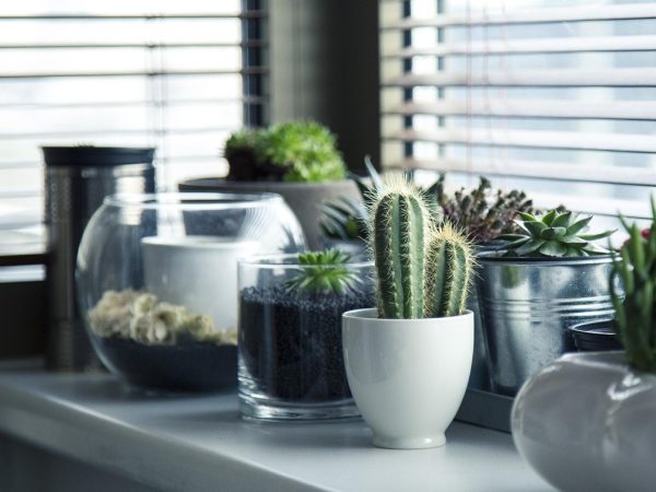 Eco-vriendelijke manieren om je stadstuin aan te kleden