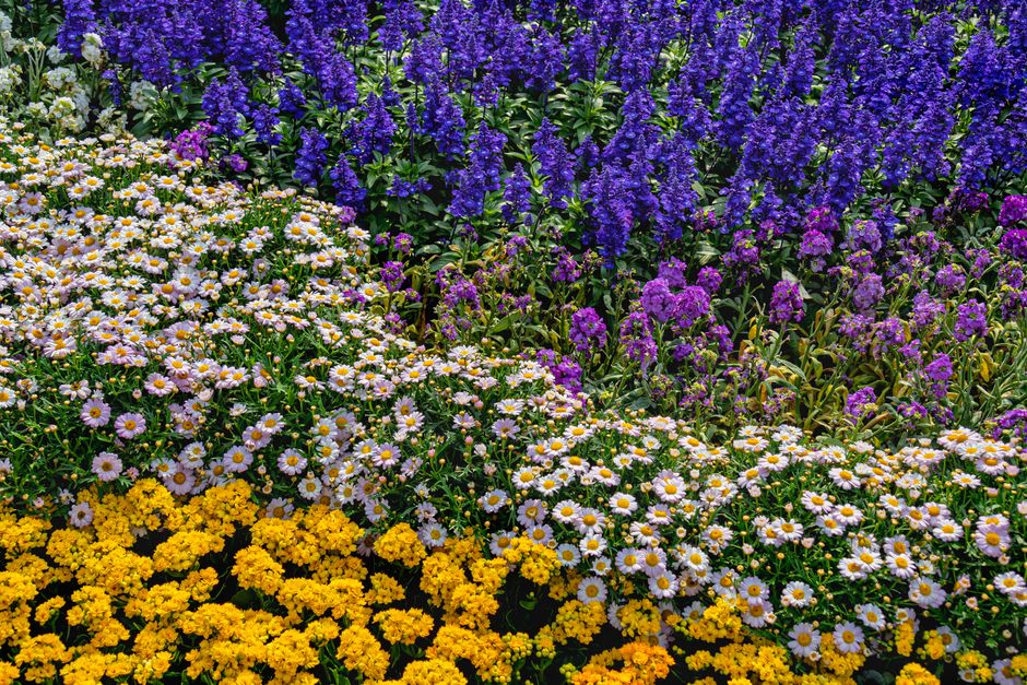 Lavendel planten in zonlicht met intens parfum. Lavendel planten in zonlicht met intens parfum.