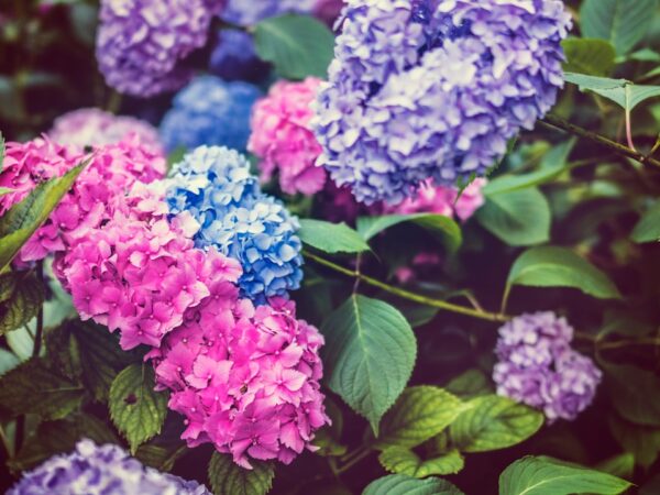 Creëer een geur-tuin: planten die je zintuigen prikkelen