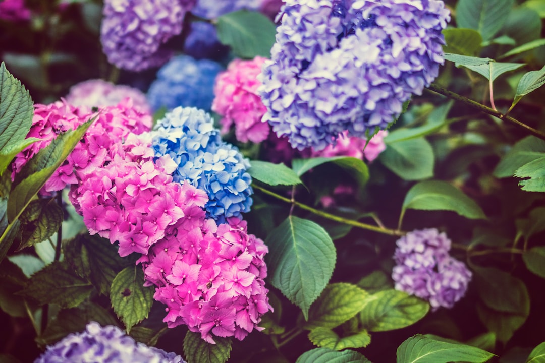 Rozenstruik met kleurrijke bloesems in geur-tuin. Rozenstruik met kleurrijke bloesems in geur-tuin.