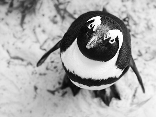 Pinguïn schilderij ideeën: voeg speelse soorten toe aan je kunstcollectie
