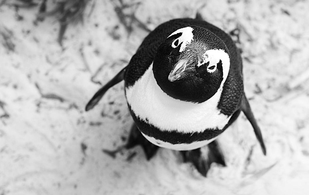 Speelse pinguïnschilders met kleurrijke penseelstreken. Speelse pinguïnschilders met kleurrijke penseelstreken.