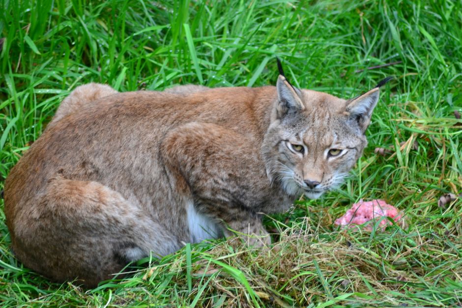 Lynx portret voor gezellige winterse sfeer.